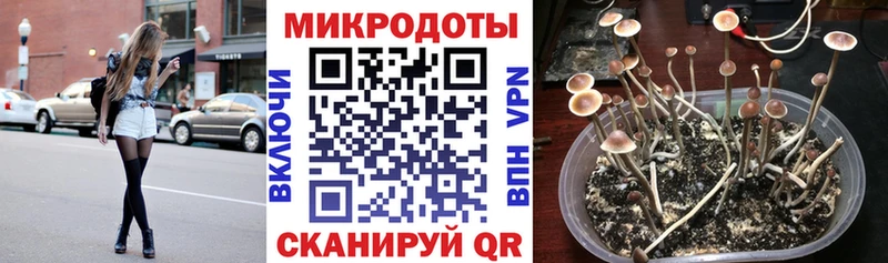 Галлюциногенные грибы Psilocybine cubensis  Карасук 